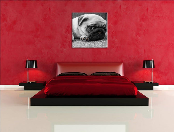 Pixxprint süsser Kleiner Mops auf Teppich schwarz/weiss, Format: 70x70 auf Leinwand, 70x70