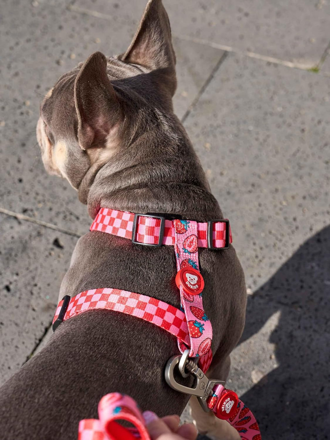 DUKIER Klassisches Hundegeschirr, verstellbare und H-förmige Weste für Haustiere, zugelassen, mit 4-