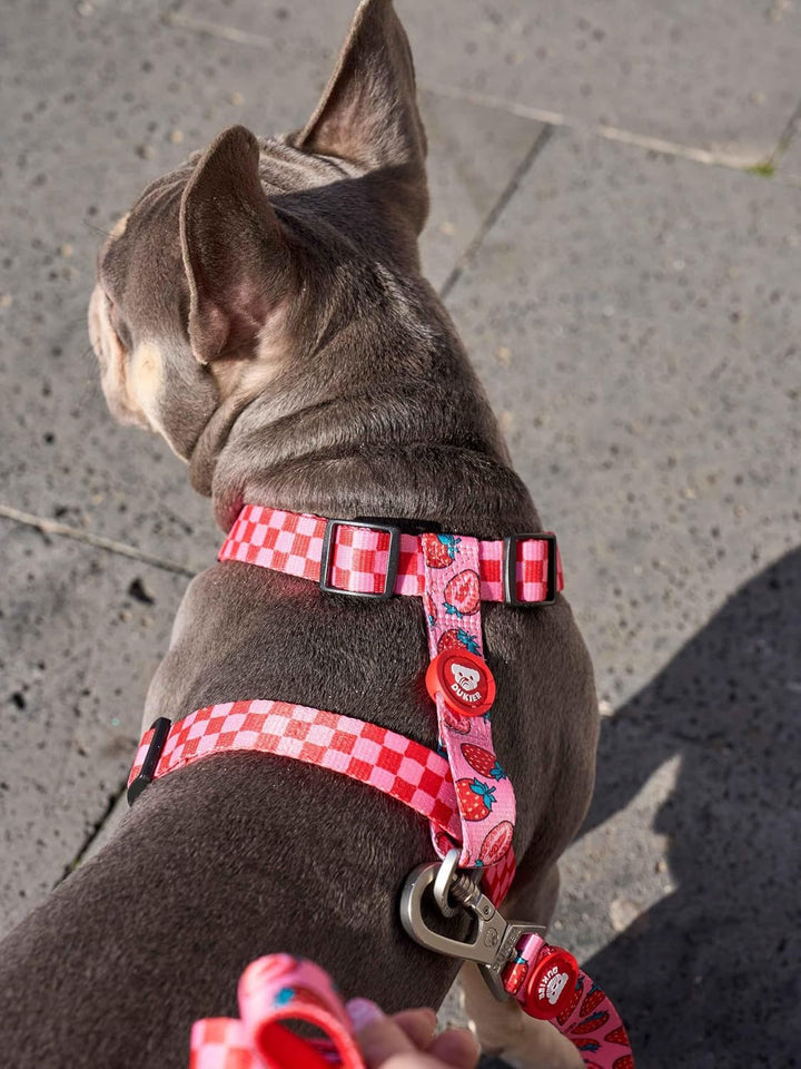 DUKIER Klassisches Hundegeschirr, verstellbare und H-förmige Weste für Haustiere, zugelassen, mit 4-