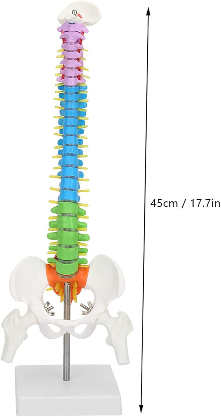 Wirbelsäulenmodell Anatomie, 17,7 Zoll, Becken inklusive