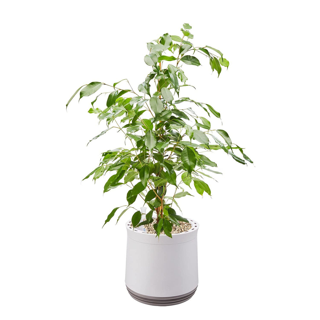 AIRY Pot M mit Birkenfeige & 6-L Airy Base Substrat • Natürlicher Luftreiniger filtert Schadstoffe,