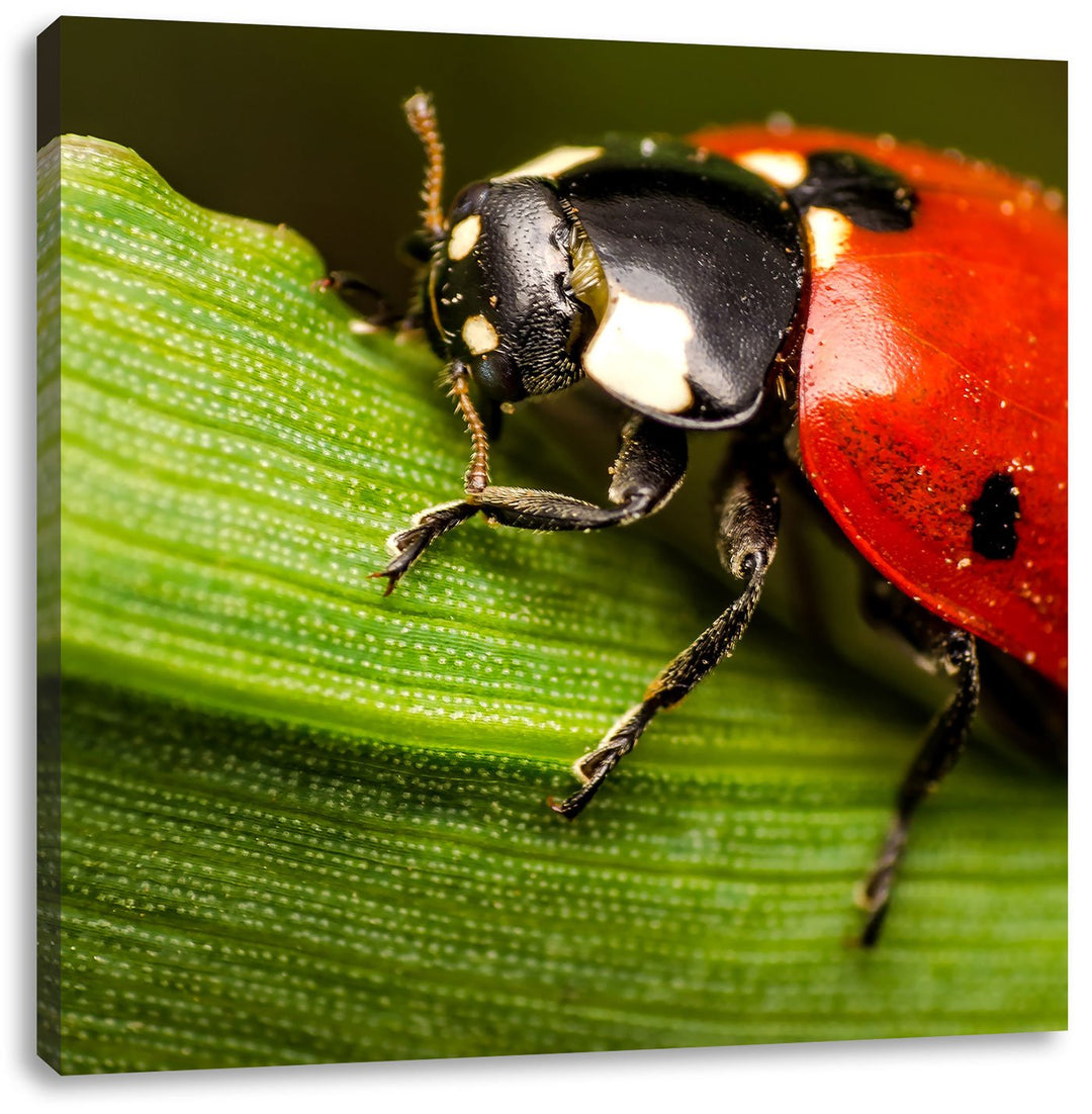 Pixxprint Marienkäfer in Detailaufnahme als Leinwandbild/Grösse: 70x70 cm/Wandbild/Kunstdruck/fertig