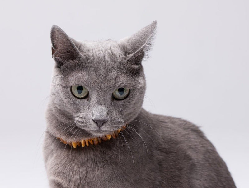 Bernsteinkette für Hunde & Katzen - Zeckenschutz - Zeckenhalsband -Flohband 20cm, 20