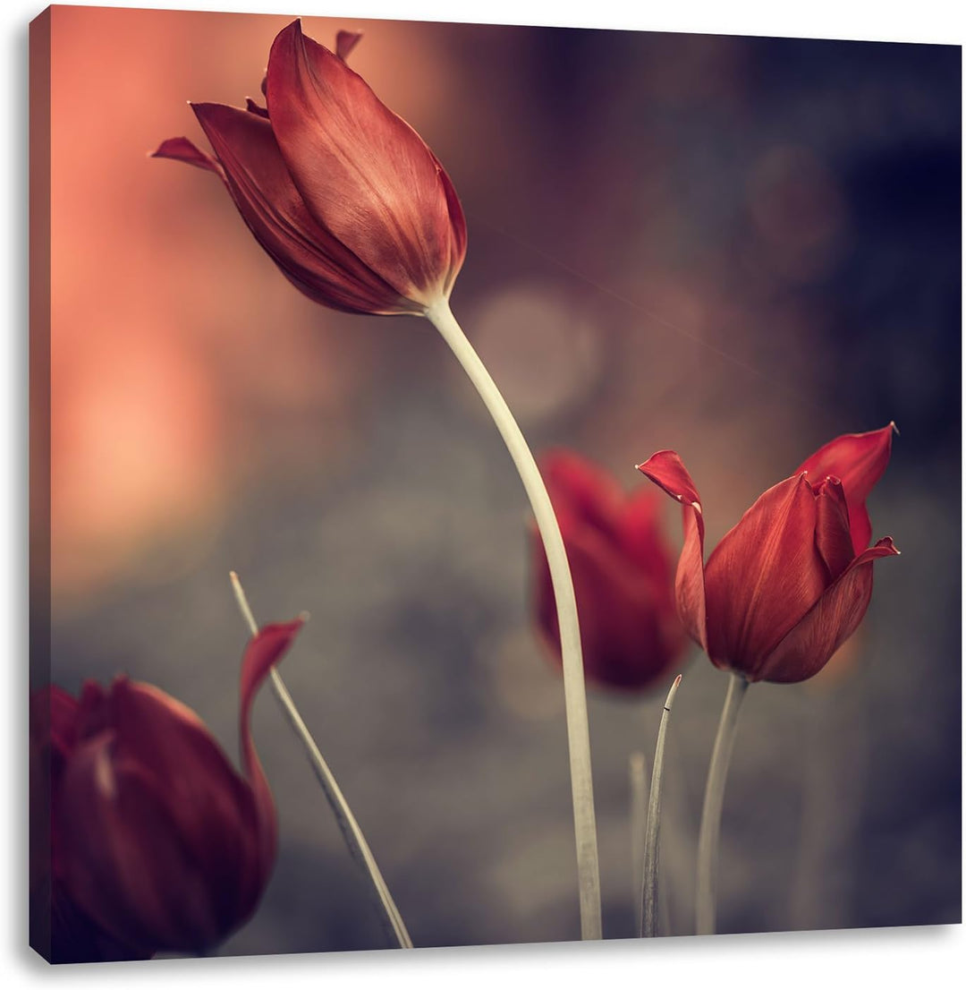 Edle Tulpen im Abendlicht, Format: 70x70 auf Leinwand, XXL riesige Bilder fertig gerahmt mit Keilrah