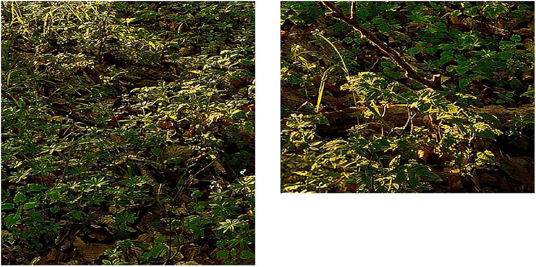 Runa Art Bild Wald Landschaft Wandbilder auf Vlies Leinwand 5 Teilig Wanddekoration Schlafzimmer Woh