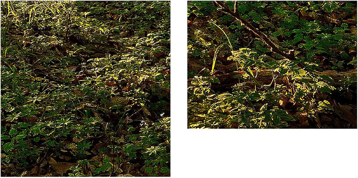 Runa Art Bild Wald Landschaft Wandbilder auf Vlies Leinwand 5 Teilig Wanddekoration Schlafzimmer Woh
