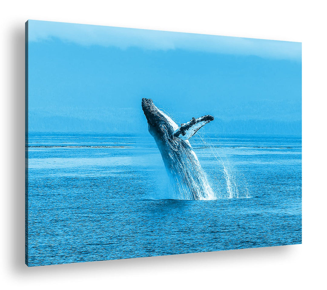 deyoli atemberaubender Buckelwal im Meer Format 80x60 Effekt: Monocrome Blau als Leinwandbild, Motiv