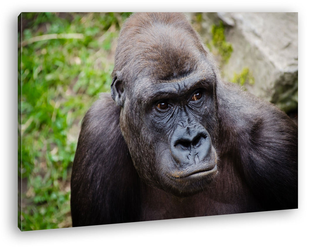 deyoli Grosser schwarzer Gorilla Format: 80x60 als Leinwandbild, Motiv fertig gerahmt auf Echtholzra