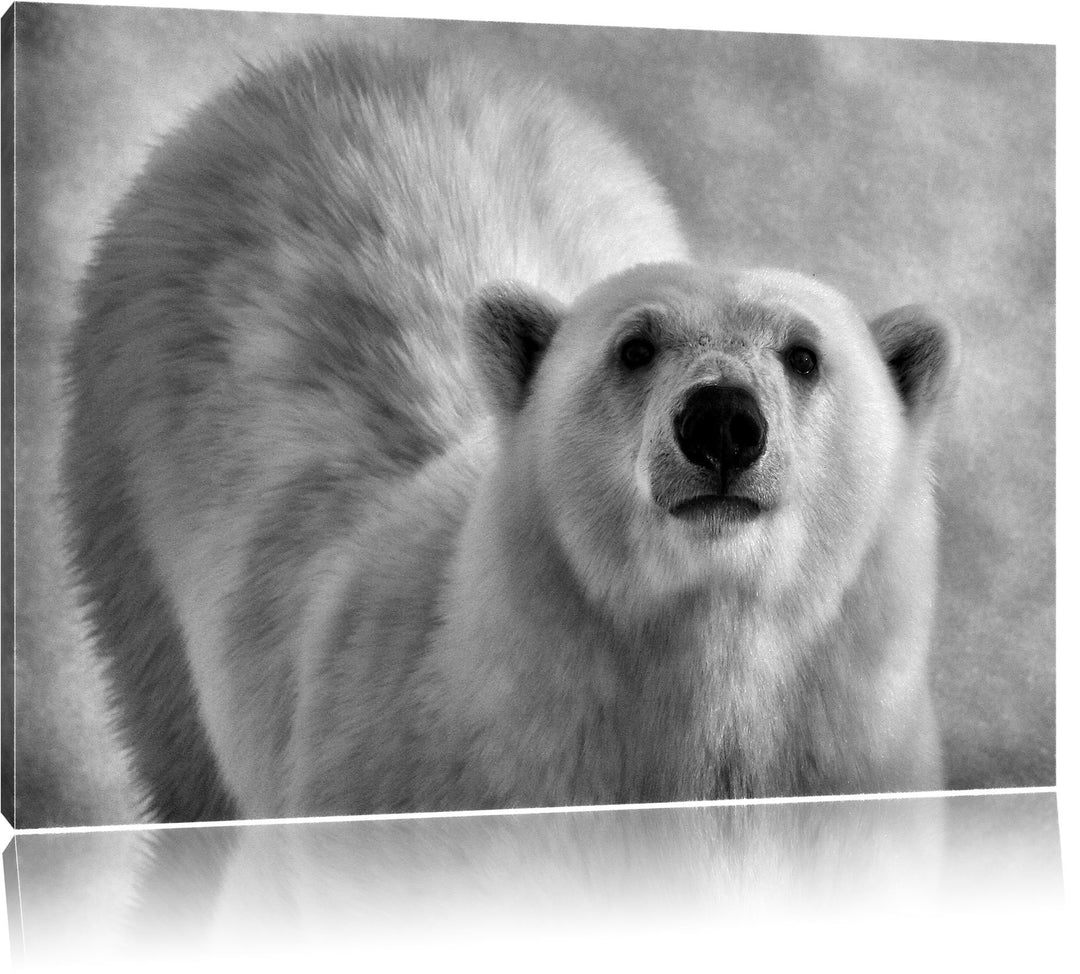 Monocrome, frecher Eisbär, Format: 100x70 auf Leinwand, XXL riesige Bilder fertig gerahmt mit Keilra