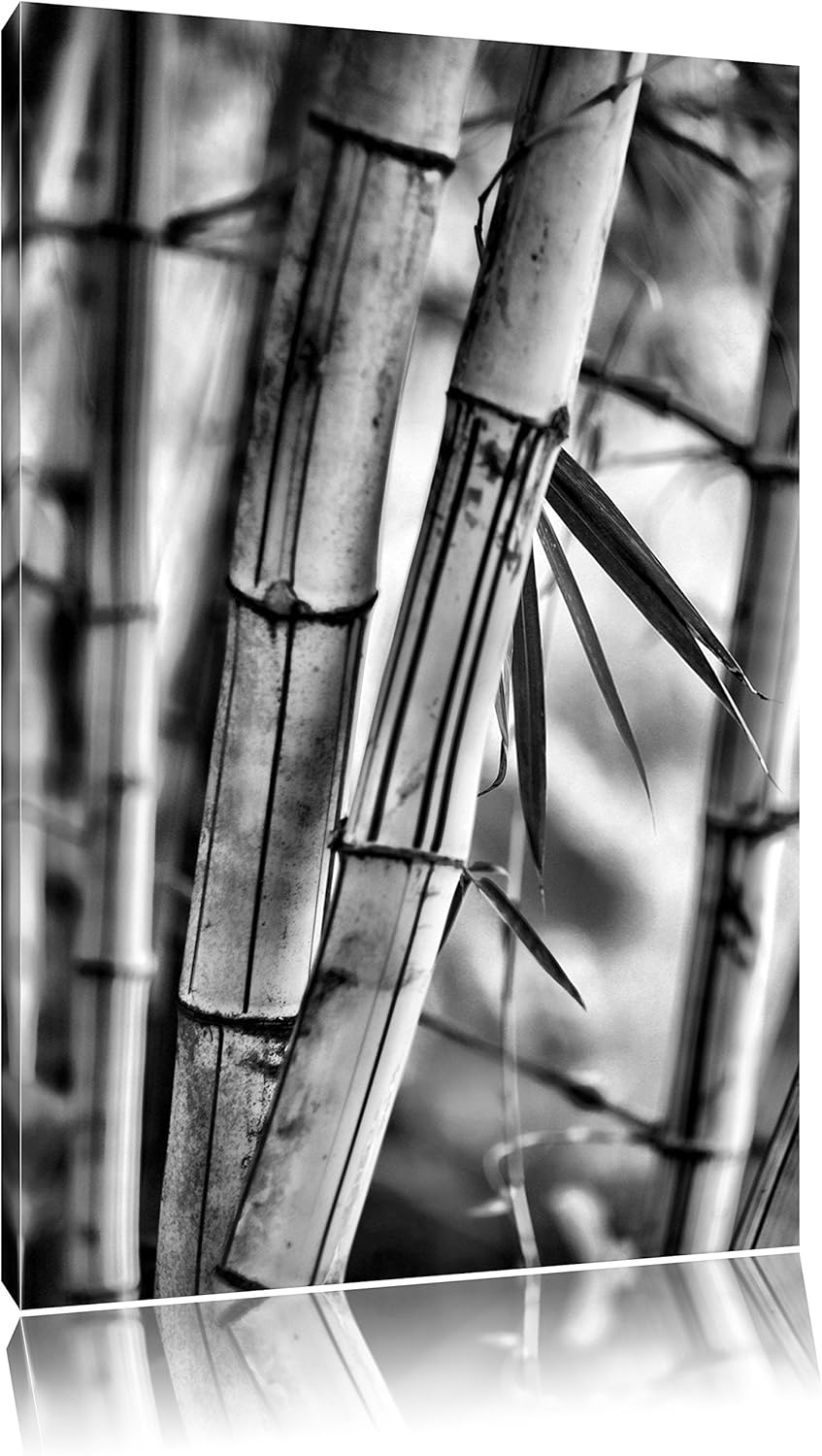 Pixxprint Alter Bambus Wald als Leinwandbild/Grösse: 100x70 cm/Wandbild/Kunstdruck/fertig bespannt,