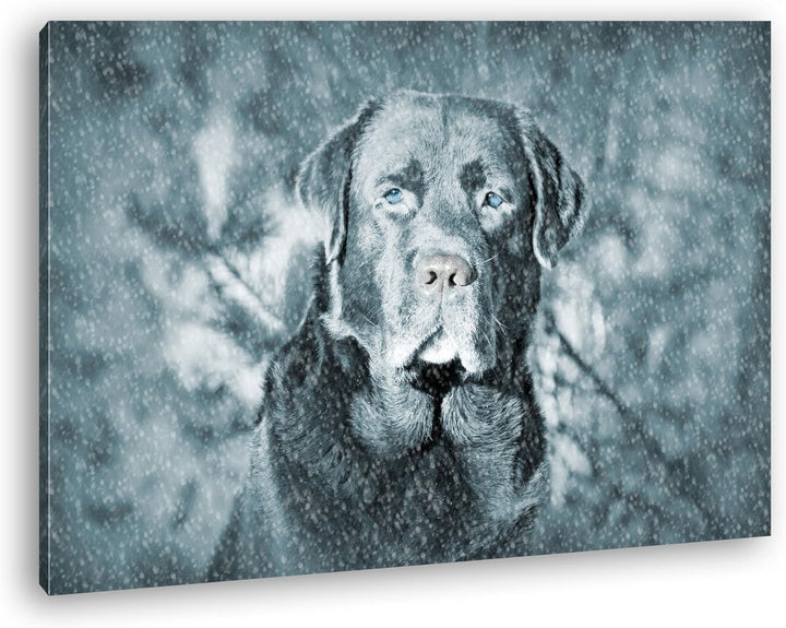 deyoli Hund im Schnee Format: 100x70 als Leinwand, Motiv fertig gerahmt auf Echtholzrahmen, Hochwert