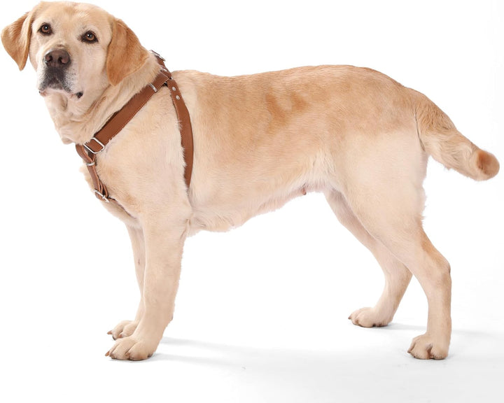 Hundegeschirr Leder Softgeschirr Verstellbare Brustgeschirre Norweger Haustier Ledergeschirr Weichem