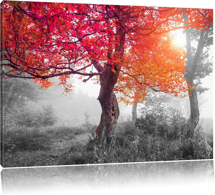 Zauberhafte Waldlandschaft schwarz/weiss Format: 100x70 cm auf Leinwand, XXL riesige Bilder fertig g