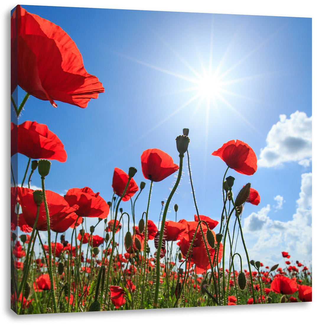 Pixxprint Mohnblumen, Format: 70x70 auf Leinwand, XXL riesige Bilder fertig gerahmt mit Keilrahmen,