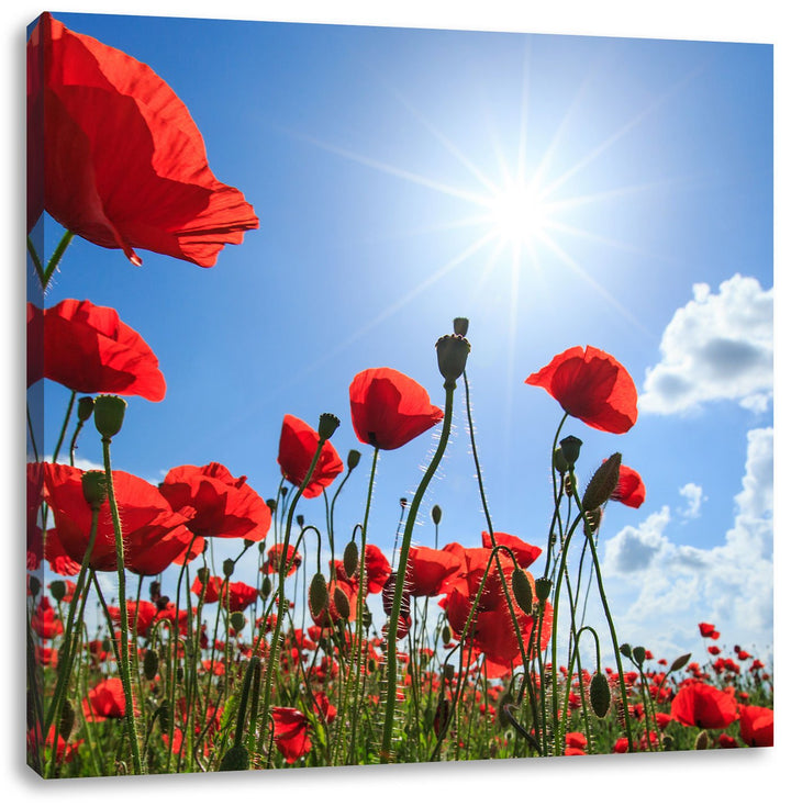 Pixxprint Mohnblumen, Format: 70x70 auf Leinwand, XXL riesige Bilder fertig gerahmt mit Keilrahmen,