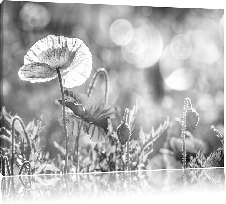 Pixxprint Kalifornischer Mohn im Frühling als Leinwandbild/Grösse: 100x70 cm/Wandbild/Kunstdruck/fer