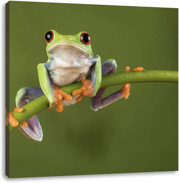 Baum-Frosch auf Bambus, Format: 70x70 auf Leinwand, XXL riesige Bilder fertig gerahmt mit Keilrahmen