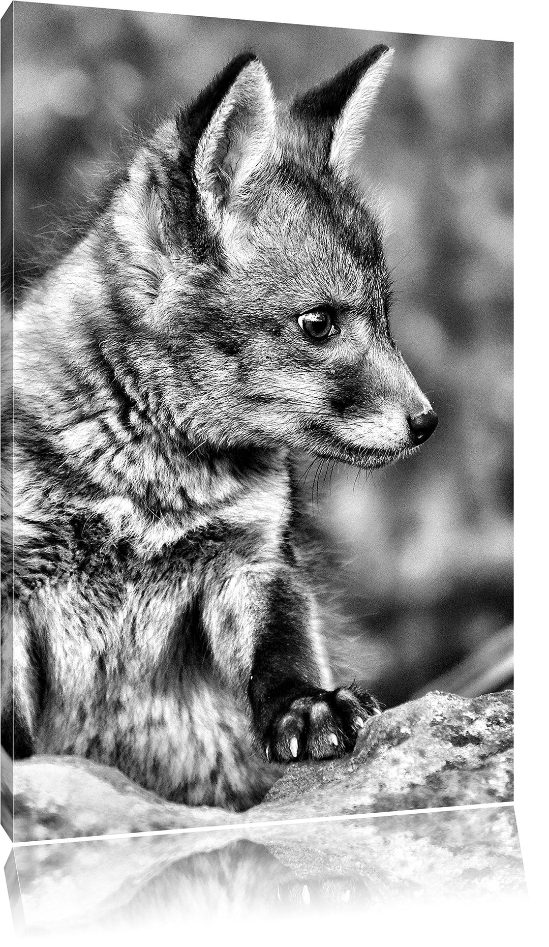 Monocrome, junger Fuchs, Format: 100x70 auf Leinwand, XXL riesige Bilder fertig gerahmt mit Keilrahm