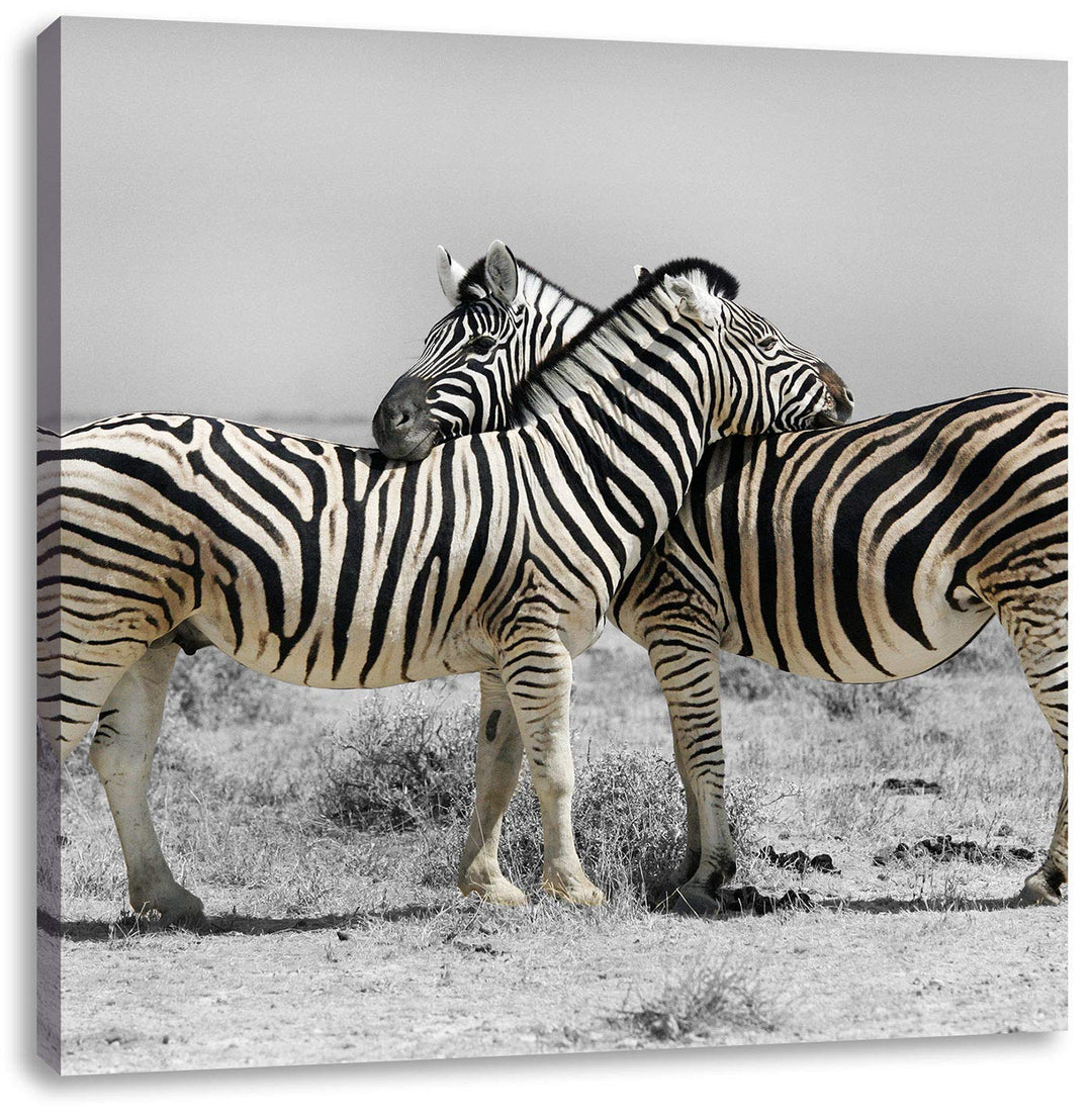 Pixxprint Zebras in der Savanne als Leinwandbild Quadratisch/Grösse: 70x70 / Wandbild/Kunstdruck/fer