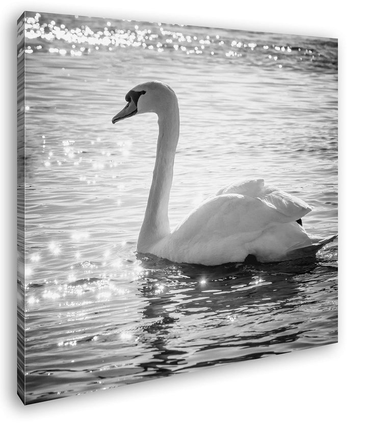 deyoli eleganter Schwan Format: 70x70 Effekt: Schwarz&Weiss als Leinwandbild, Motiv fertig gerahmt a