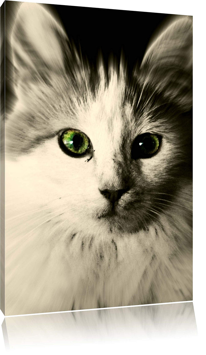 Pixxprint anmutige Katze auf Leinwand, XXL riesige Bilder fertig gerahmt mit Keilrahmen, Kunstdruck