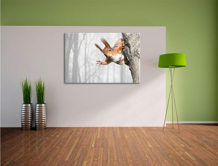 Pixxprint Neugierig rotes Eichhörnchen / 100x70cm Leinwandbild bespannt auf Holzrahmen/Wandbild Kuns
