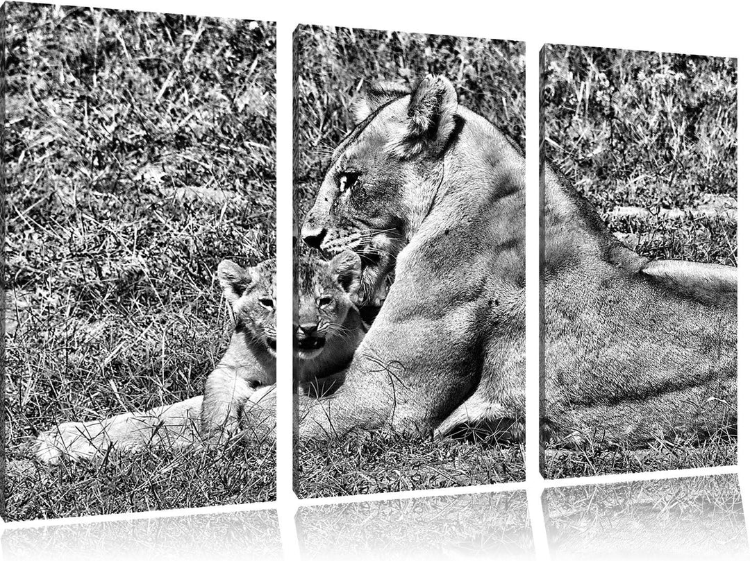 Pixxprint Löwin putzt Ihr Junges / 3-Teilig/Gesamtmass 120cm Leinwandbild bespannt auf Holzrahmen/Wa