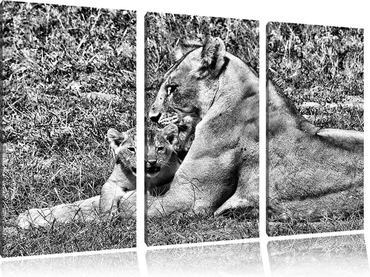Pixxprint Löwin putzt Ihr Junges / 3-Teilig/Gesamtmass 120cm Leinwandbild bespannt auf Holzrahmen/Wa