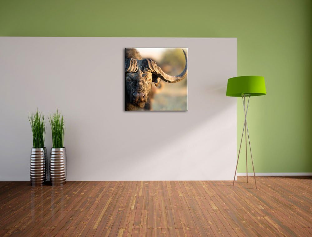 Pixxprint Kaffernbüffel mit Hörnern als Leinwandbild Quadratisch/Grösse: 70x70 / Wandbild/Kunstdruck