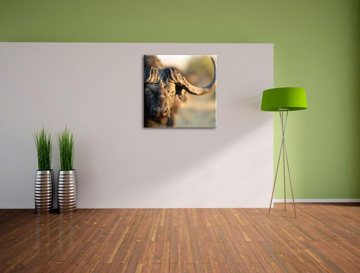 Pixxprint Kaffernbüffel mit Hörnern als Leinwandbild Quadratisch/Grösse: 70x70 / Wandbild/Kunstdruck