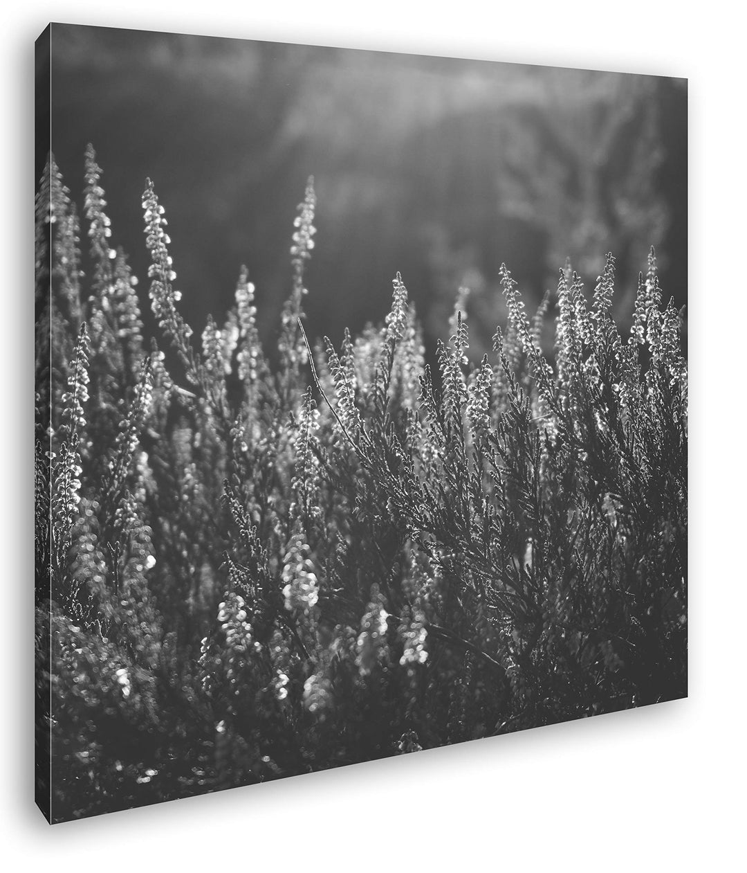 deyoli blühende Gräser Format: 60x60 Effekt: Schwarz&Weiss als Leinwandbild, Motiv fertig gerahmt au