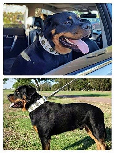 Bestia Maximus Weiss Echtleder Hundehalsband für grosse Hunde. 100% Leder. Weich gepolstert. 6,3 cm