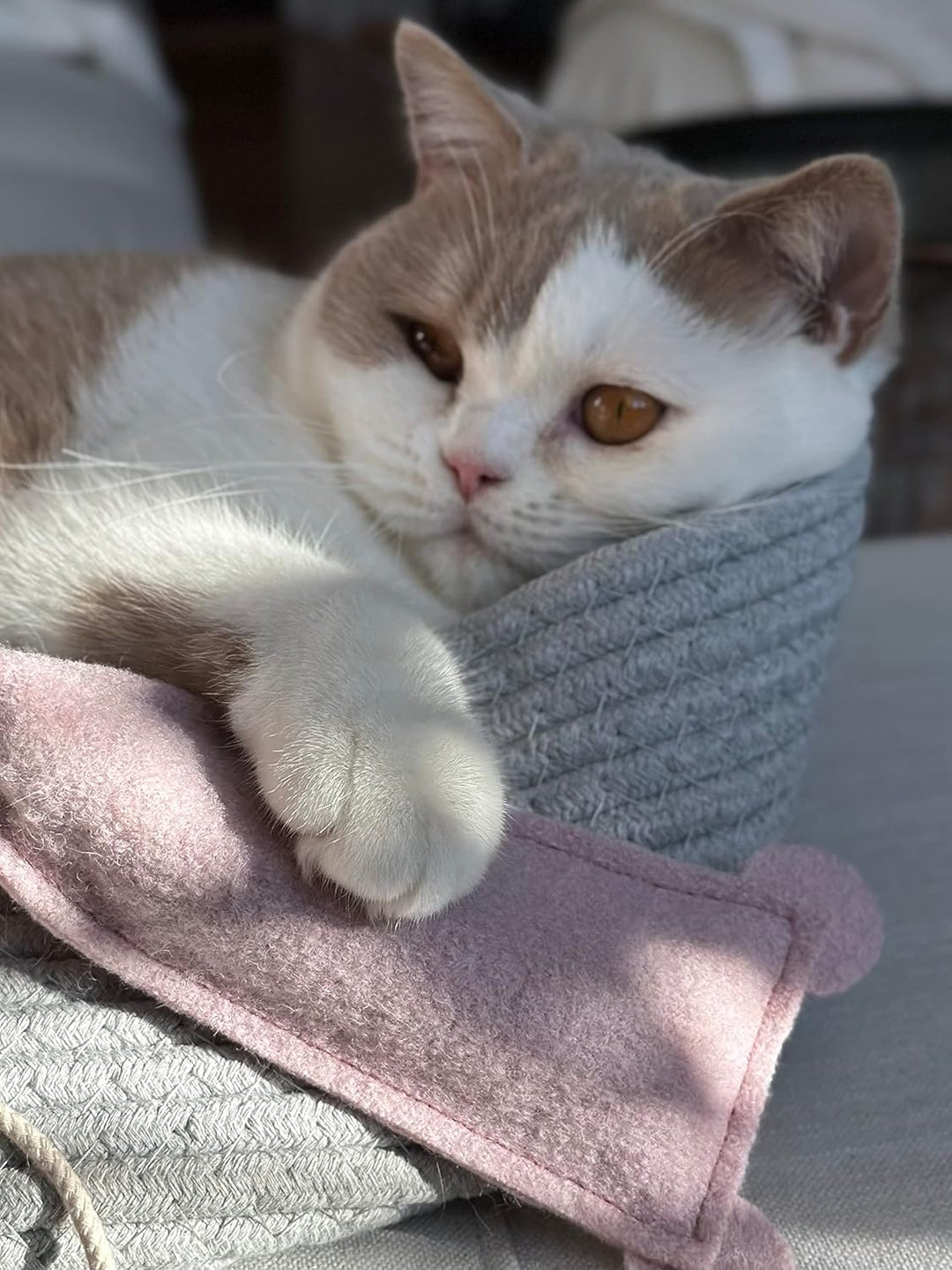Katzenspielzeug Set aus Naturmaterial – Interaktives Katzenspielzeug für Wohnungskatzen – Katzenange