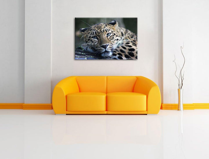 Pixxprint ruhender Leopard auf Leinwand, XXL riesige Bilder fertig gerahmt mit Keilrahmen, Kunstdruc
