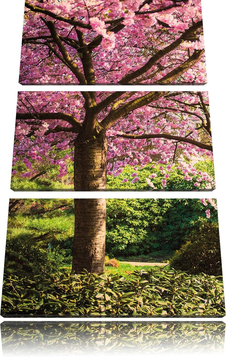 Pixxprint Rosa blühende Kirschbäume als Leinwandbild/Grösse: 3 Teilig (120x80) cm/Wandbild/Kunstdruc