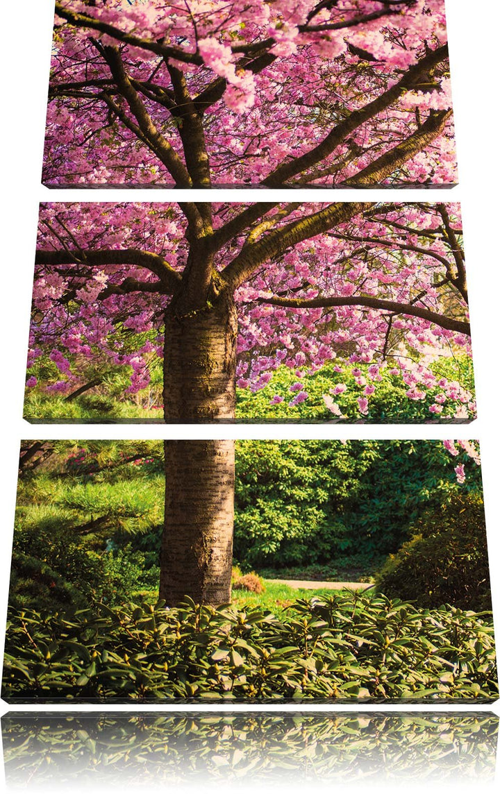 Pixxprint Rosa blühende Kirschbäume als Leinwandbild/Grösse: 3 Teilig (120x80) cm/Wandbild/Kunstdruc