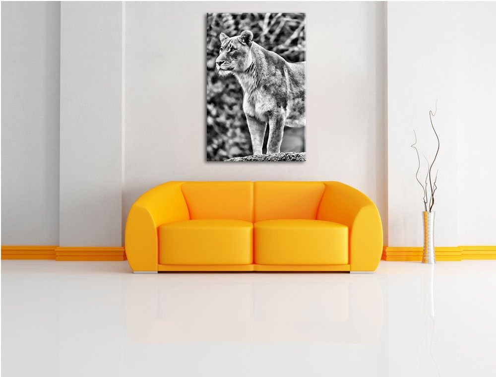 Pixxprint majestätische Löwin als Leinwandbild/Grösse: 100x70 cm/Wandbild/Kunstdruck/fertig bespannt