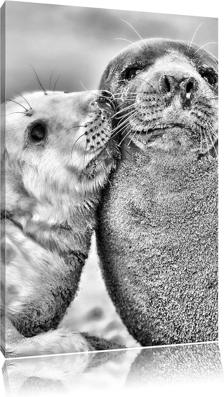 Pixxprint Schmusende Robben als Leinwandbild/Grösse: 100x70 / Wandbild/Kunstdruck/fertig bespannt, 1