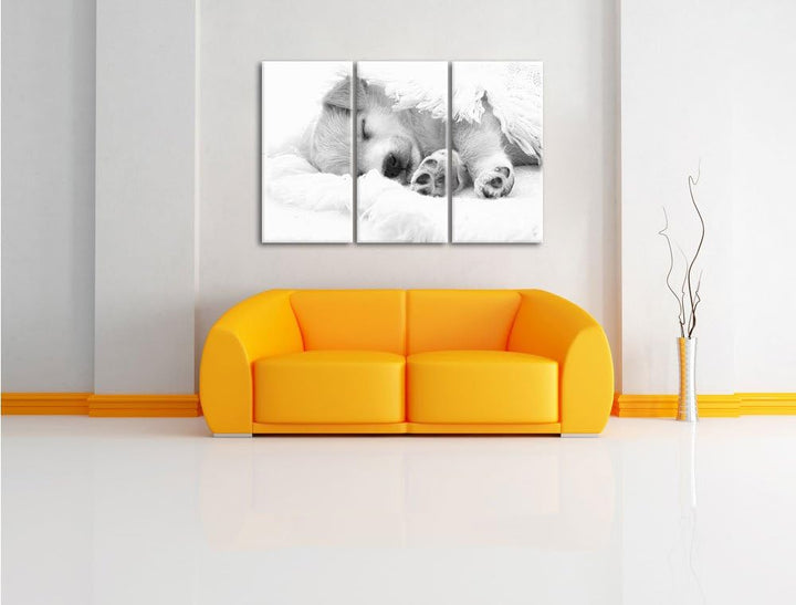 Pixxprint Welpe als Leinwandbild/Grösse: 3 Teilig (120x80) cm/Wandbild/Kunstdruck/fertig bespannt