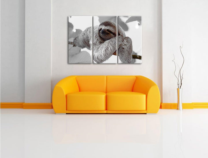 Pixxprint schönes Faultier hängt von AST als Leinwandbild/Grösse: 3 Teilig (120x80) / Wandbild/Kunst