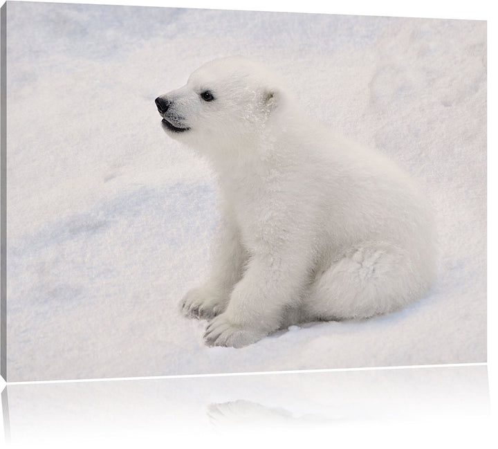 niedliches Eisbär Baby, Format: 100x70 auf Leinwand, XXL riesige Bilder fertig gerahmt mit Keilrahme