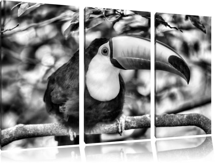 Pixxprint Exotischer Tukan als Leinwandbild | Grösse: 3 Teilig (120x80) | Wandbild| Kunstdruck | fer