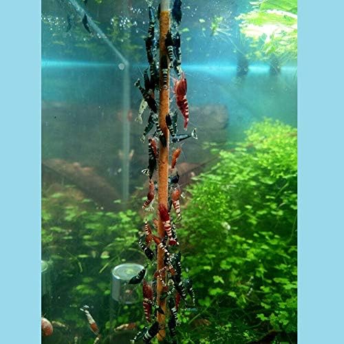 Shrimp-Lollies Power (50er-Pack), Futter für Garnelen, Shrimp Sticks Lolly