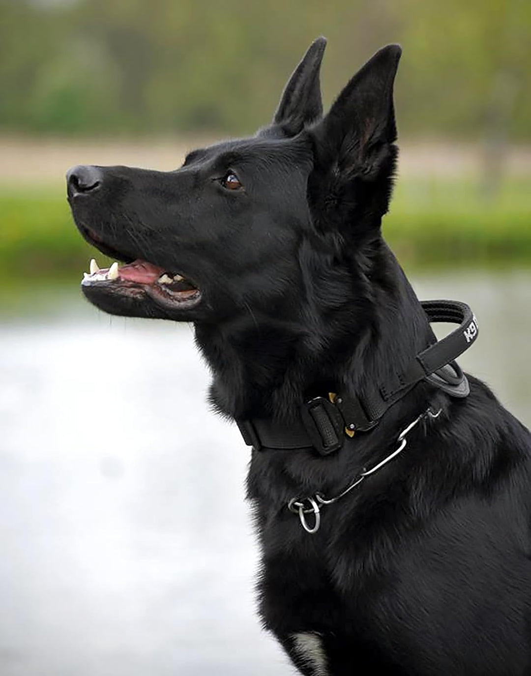 Dingo Gear Hundehalsband mit Cobra Schnalle und Griff, Farbe Schwarz, Band Breite 4 cm Länge 49-59 c
