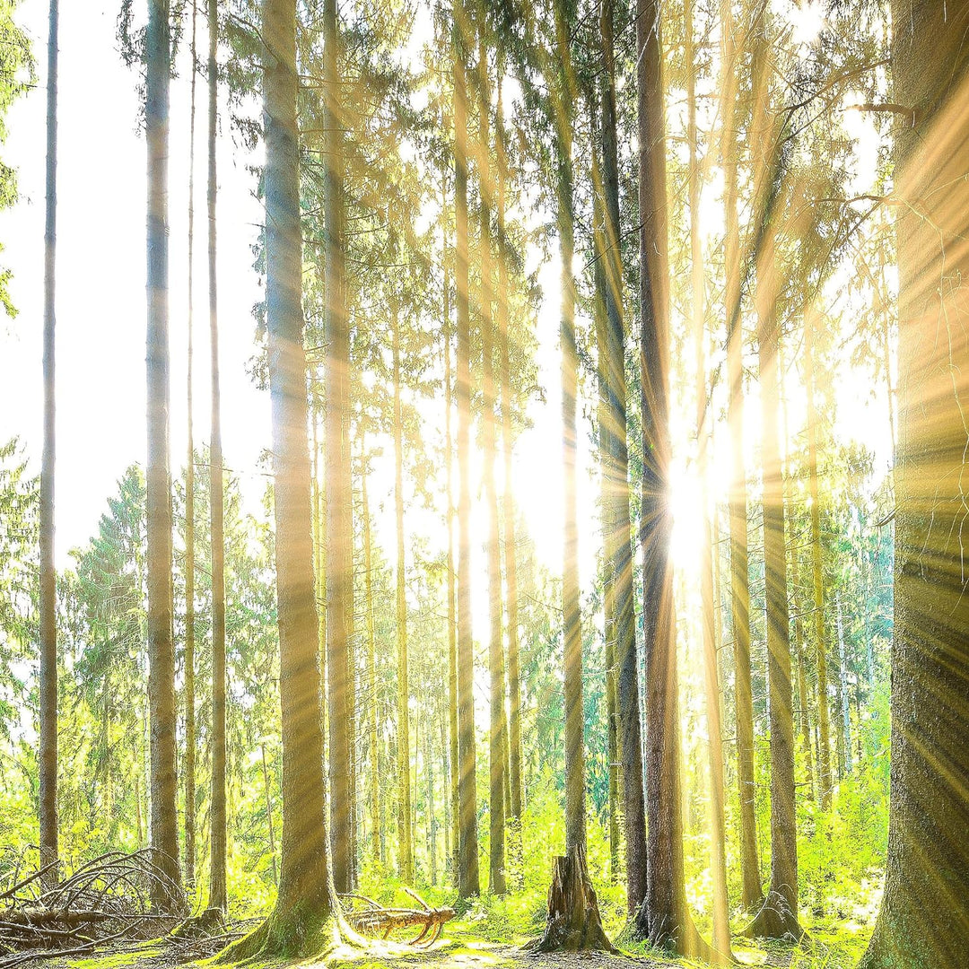 Runa Art Wandbilder Wald Landschaft 5 Teilig Bild auf Vlies Leinwand Deko Schlafzimmer Wohnzimmer So