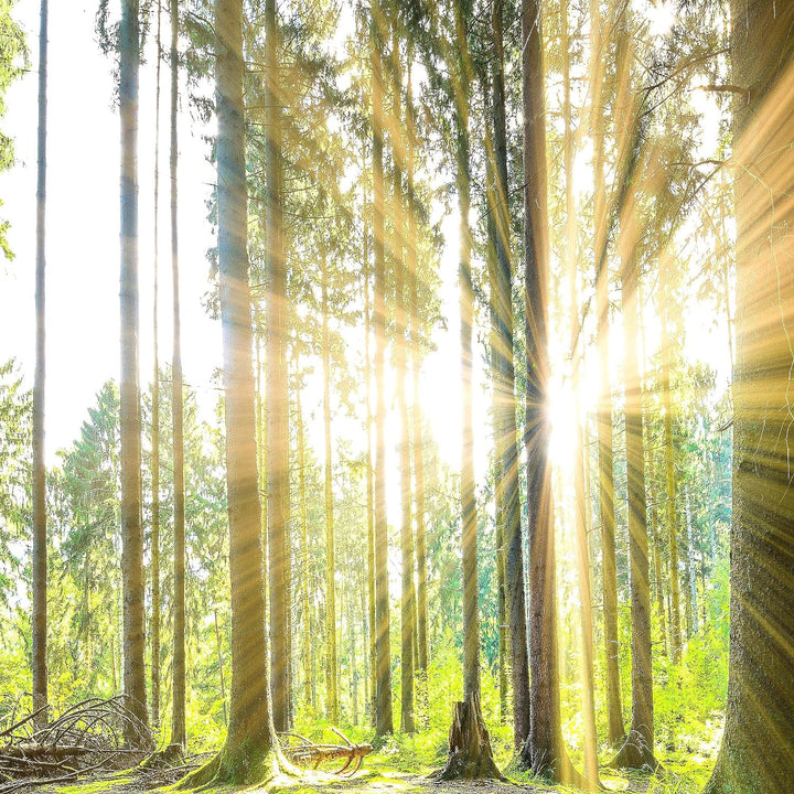 Runa Art Wandbilder Wald Landschaft 5 Teilig Bild auf Vlies Leinwand Deko Schlafzimmer Wohnzimmer So