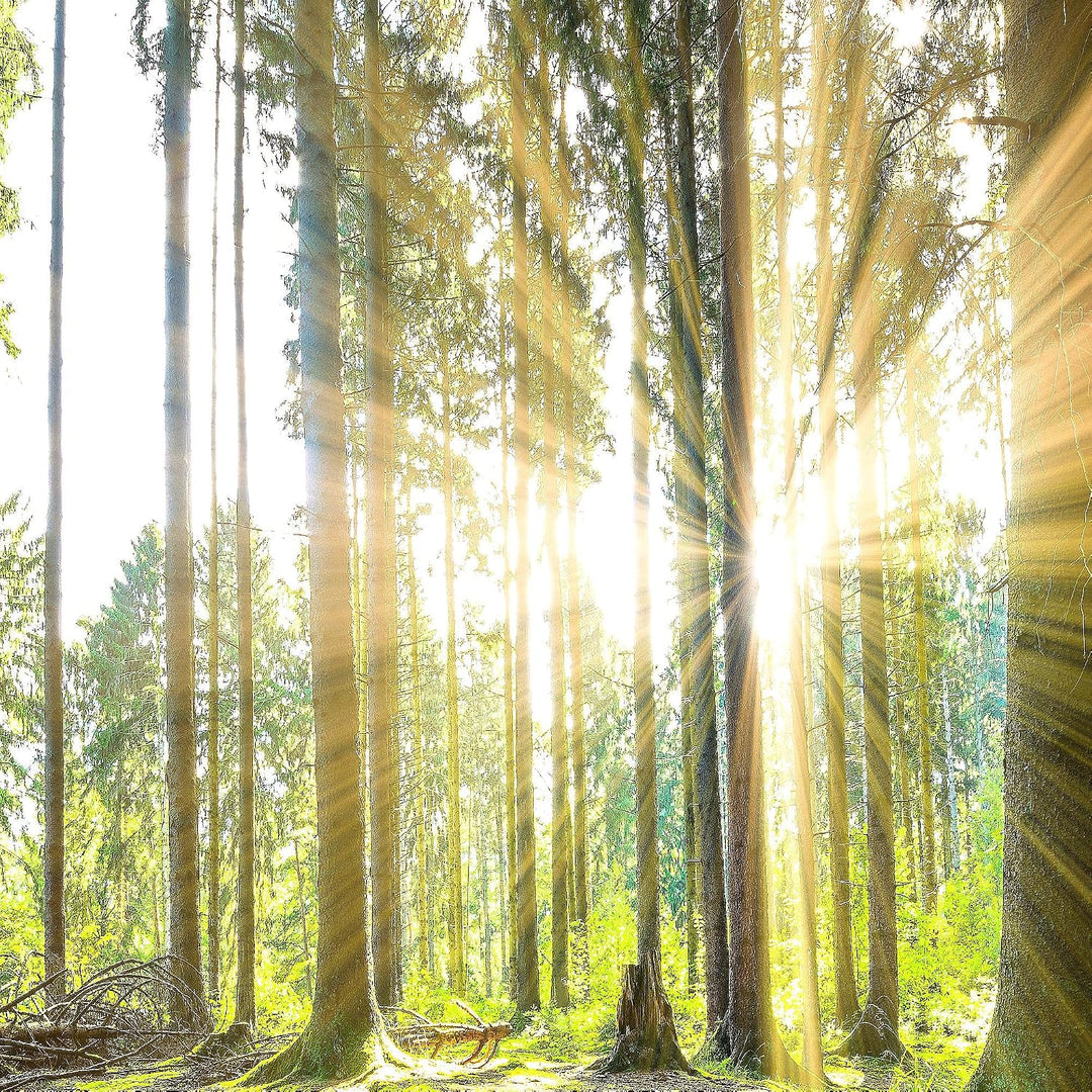 Runa Art Bild Schlafzimmer Wohnzimmer Wald Landschaft 5 Teilig Sonne Grün Wandbilder auf Vlies Leinw