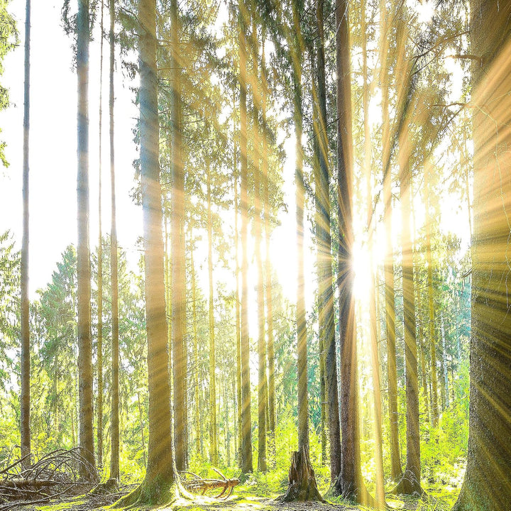 Runa Art Bild Schlafzimmer Wohnzimmer Wald Landschaft 5 Teilig Sonne Grün Wandbilder auf Vlies Leinw