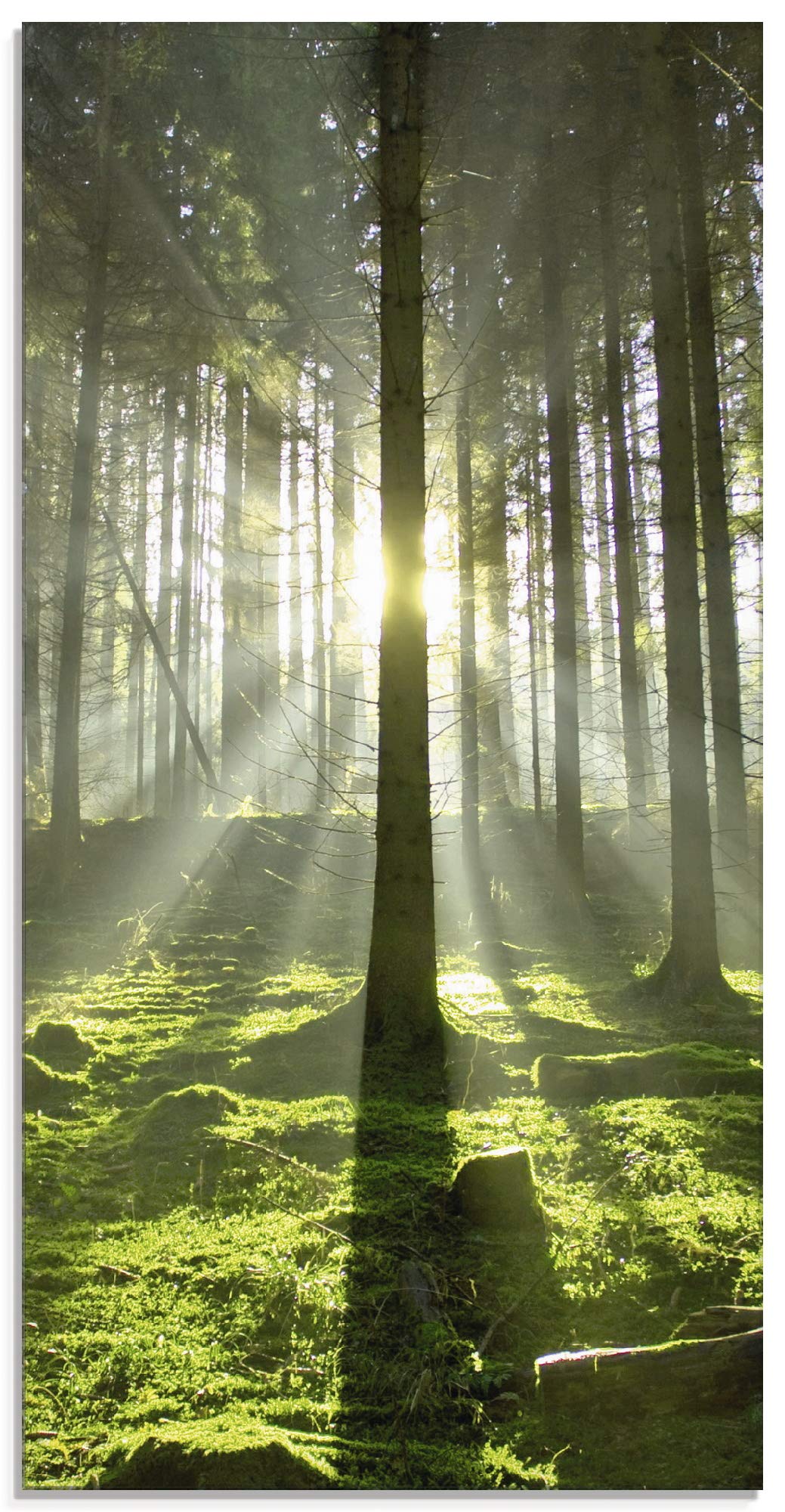 Glasbilder Wandbild Glas Bild einteilig 30x60 cm Hochformat Natur Wald Landschaft Sonne Bäume Moos F