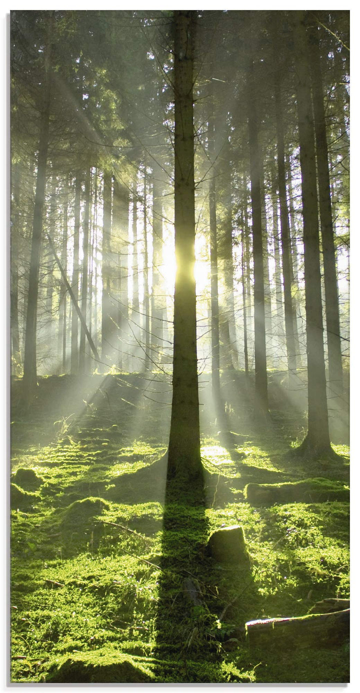 Glasbilder Wandbild Glas Bild einteilig 30x60 cm Hochformat Natur Wald Landschaft Sonne Bäume Moos F